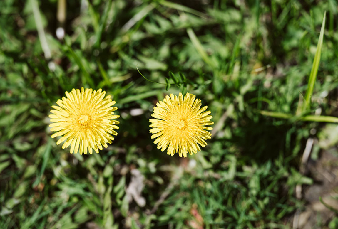 Deux petites fleurs jaunes vues de haut sortent de la pelouse verte.