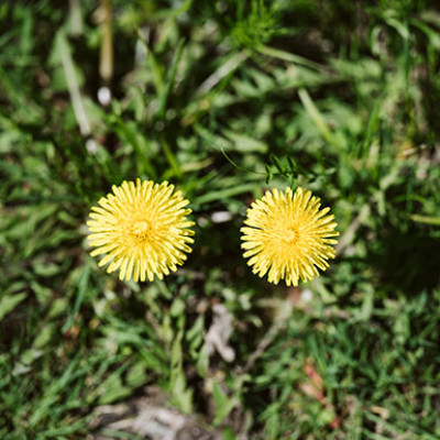 Deux petites fleurs jaunes vues de haut sortent de la pelouse verte.
